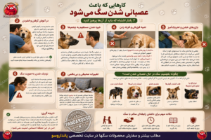 چه رفتارهایی سگ‌ها را عصبانی می‌کند؟ راهنمای کامل برای صاحبان سگ